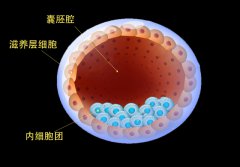 试管科普：走进胚胎实验室，原来囊胚培育是这样的